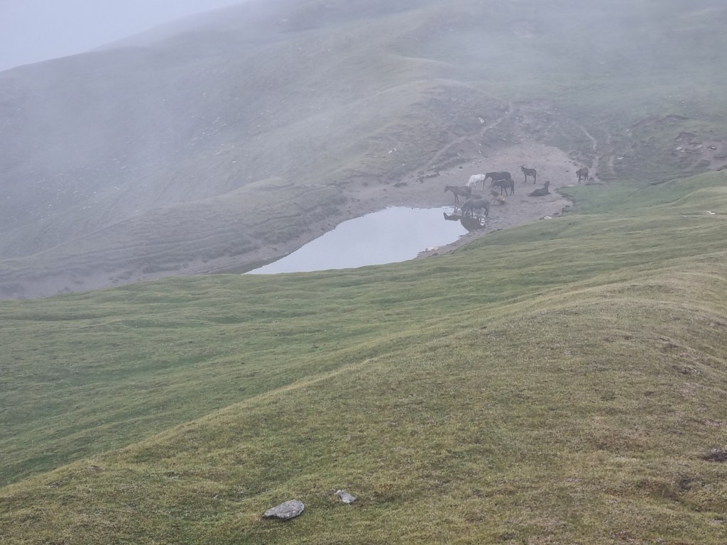 wild horses drinking water from Sar Pass peak